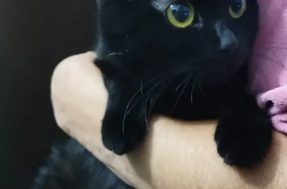 Найдена чёрная кошка на 30 лет победы 78, Тюмень