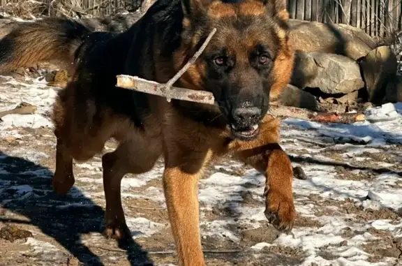 Собаки потеряшки, Волжский, фото: Потеряшка собака 🇩🇪Немецкая овчарка, 4 года
