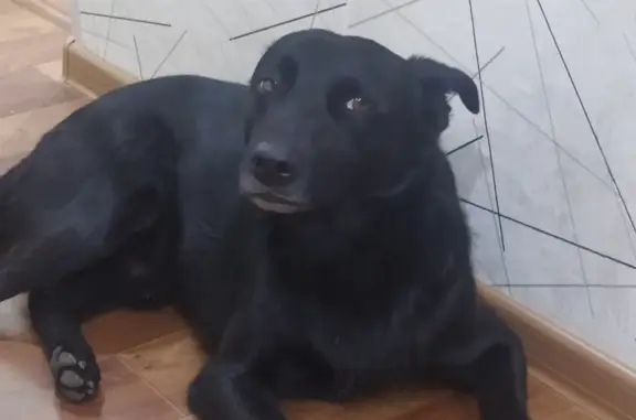 Найдена ласковая собака, Вилюйская ул. 24 к1, Новосибирск