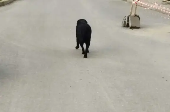 Собака Лабрадор найдена в Ярославской области
