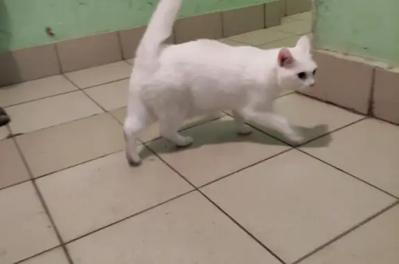 Найдена белая кошка на ул. Гузовского, 17, Чебоксары