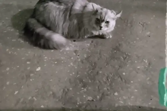 Найдена кошка на Тополиной ул., 42, Тольятти