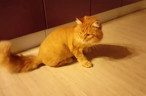 Пропала кошка Рыжий котик, украден в Колтушском поселении