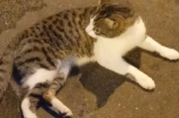 Кошки потеряшки, Санкт-Петербург, фото: Потеряшка кошка на ул. Ольминского, 24, СПб