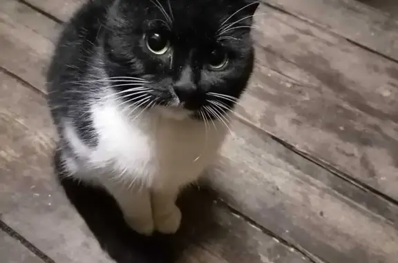 Найден черно-белый кот на ул. Ленино