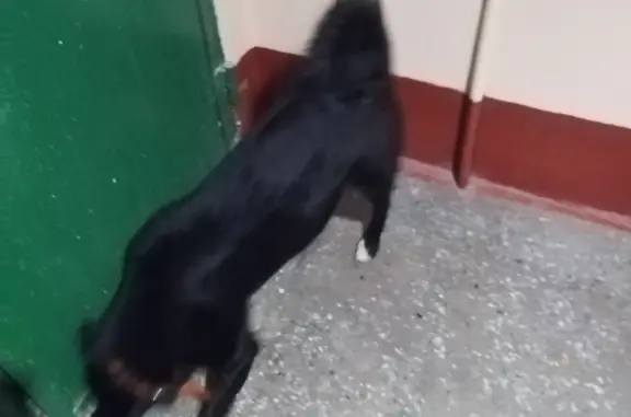 Собака найдена на Московском проспекте