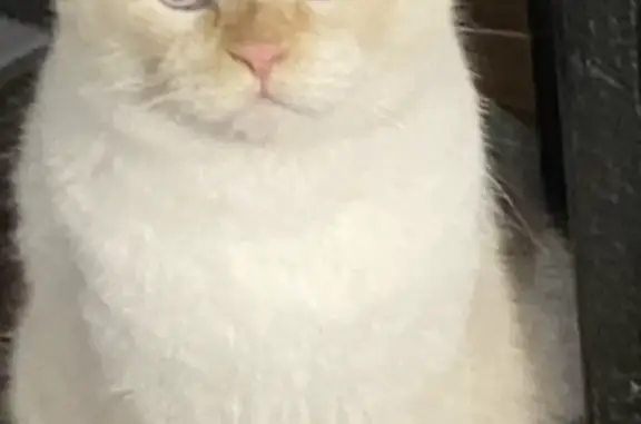 Пропала кошка в СНТ Сокские зори, белого цвета с рыжими деталями