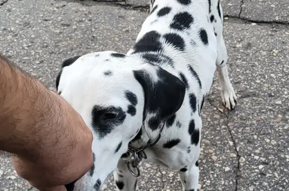 Собака найдена в Кокурине, Саратовская область