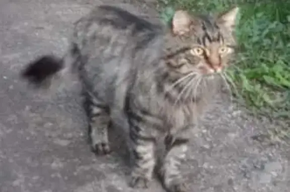 Пропала кошка Кот на Красной улице, 253, Калининград