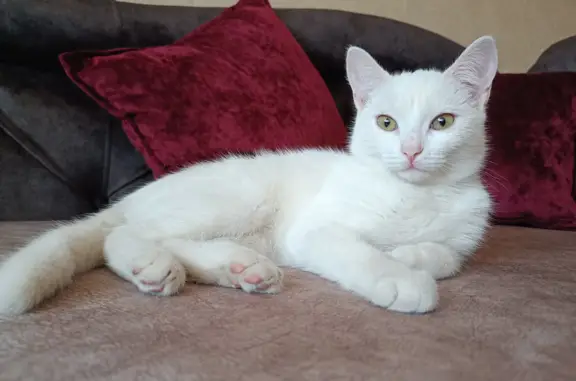 Найдена белая кошка, ул. Димитрова, Курган