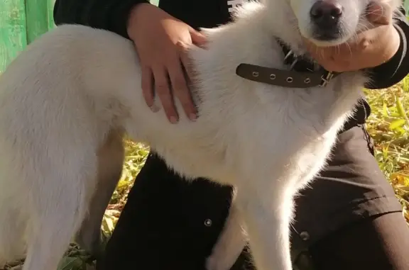 Найдена худая собака на ул. Розы Шнеерсон, 4А, Нижнеудинск