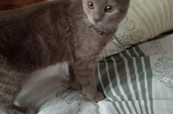 Найденные животные Ростов-на-Дону, фото: Найдена кошка-британка на Левобережной 12, Ростов-на-Дону