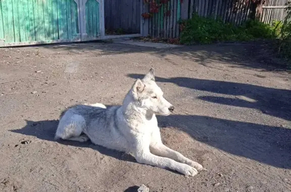 Найдена собака в Абакане, Хлебная ул., 64