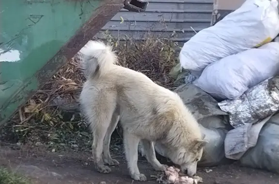 Найдена собака на ул. Набережная, Б. ХАРЛУШИ