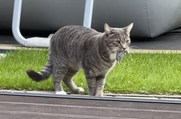 Пропал кот КЕКСИК, ушел на прогулку 7 октября в 5:50, Московская область