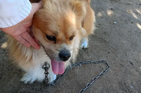 Найдена собака на ул. Калинина, 11, Михайловка