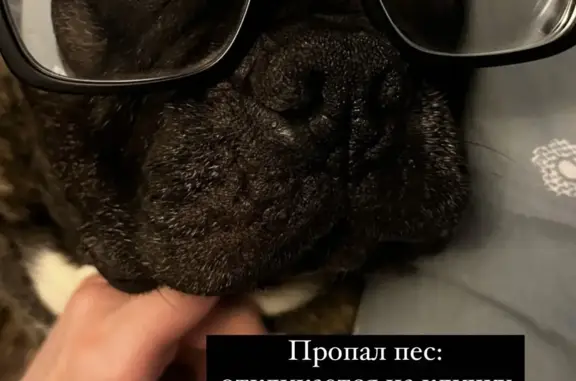 Собаки потеряшки, , фото: Потеряшка Французский бульдог на 10-й Любинской улице, 18, Омск