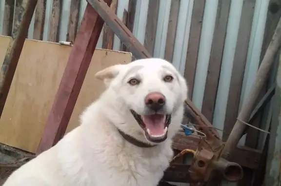 Пропала собака в Краснокаменске, Забайкальский край