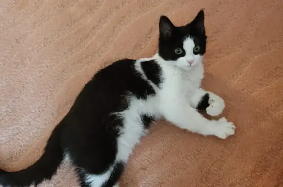 Найдена кошка, Приморский край