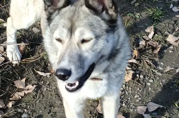 Собака найдена на левом берегу р. Чулым, Ачинск