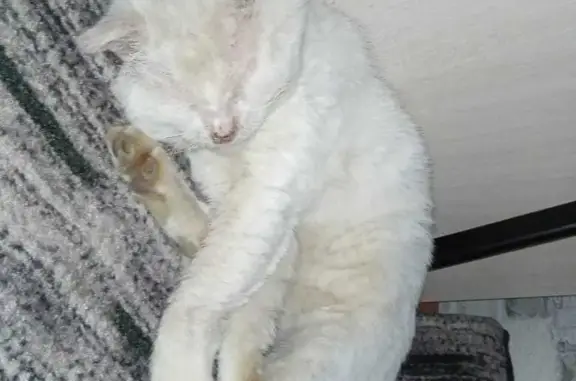 Пропала кошка Белый кот, адрес: ул. Дубинина, Северный пос., Казань