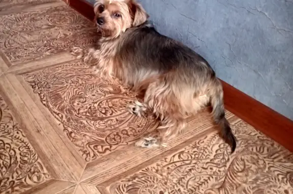 Найдена собака 7 октября 2023 на ул. Ленинского Комсомола, 14