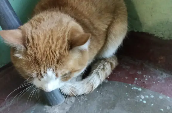 Найдена кошка на ул. 60 лет Октября, 51, Красноярск