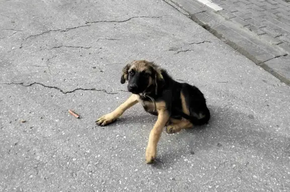 Найден щенок на заправке Татнефть, Самара - Бугуруслан