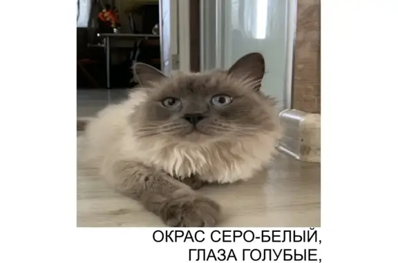 Пропал кот, ул. Калинина 40, Киров