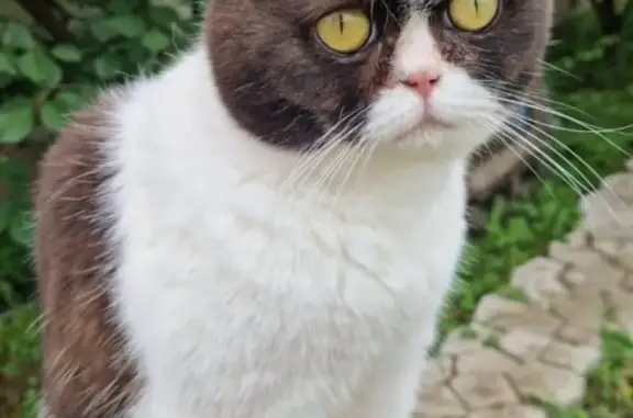 Пропала домашняя кошка в Новой Усмани, Воронежская область