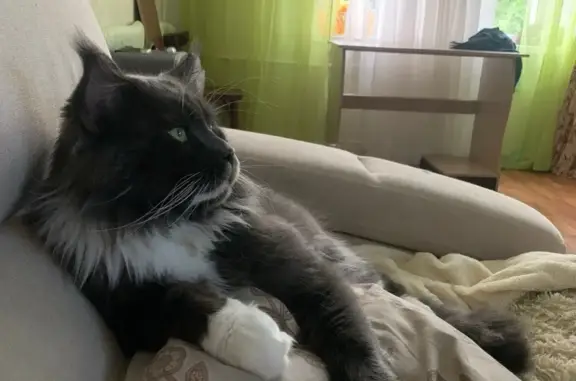 Пропала кошка Бакс в Ульяновске