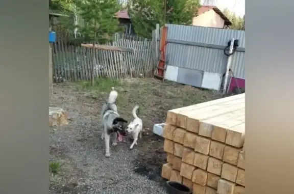 Пропала собака в Красноярском крае 05.10.2023