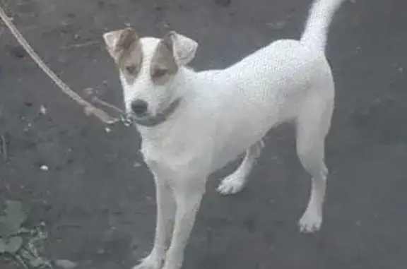 Пропала собака Сука, возраст 1 год, белая с пятнами, ул. Нахимова 263, Кемерово