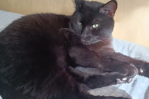Найдена кошка: Островского, 15, Калининград