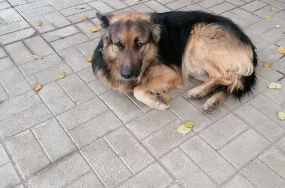 Найдена собака на остановке Гайвенский рынок, ул. Писарева, 15, Пермь