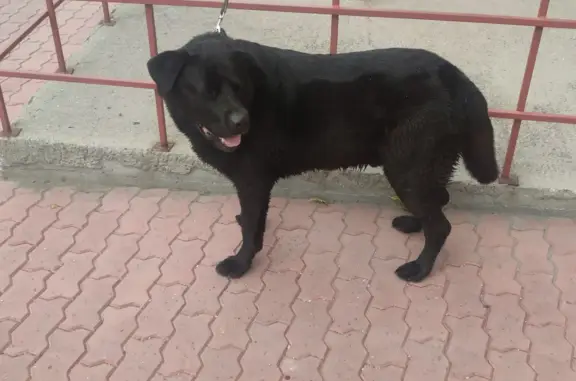 Потерянная собака: чёрный кобель, ухоженный, ул. Тружеников, 5, Новосибирск