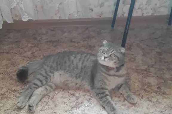 Пропала кошка Серая, Екатеринбург