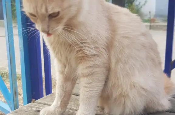 Голодная кошка найдена возле дома на ул. Гидростроителей, 40