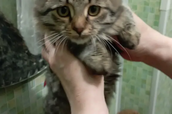 Найден пушистый котенок, ул. Ворошилова, 26, Оренбург
