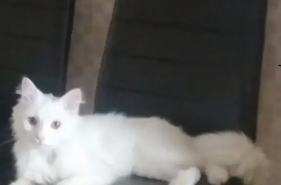 Найдена кошка в Краснодаре, белая, глаза жёлтые