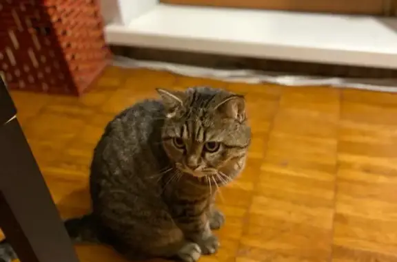 Пропала кошка Мальчик, 9 лет, Московская область
