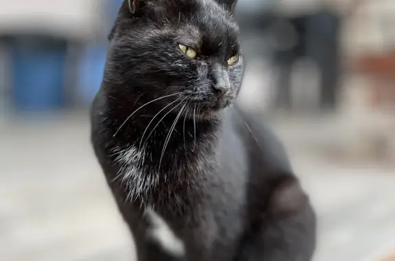 Найдена черная кошка с белыми пятнами. Центральная, Шалово.