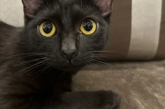 Потерянные животные Пластунка, фото: Пропал черный кот, Леселидзе, Пластунка