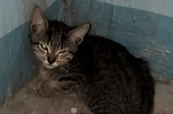Найден серый котенок на ул. Зои Космодемьянской, 17, Самара