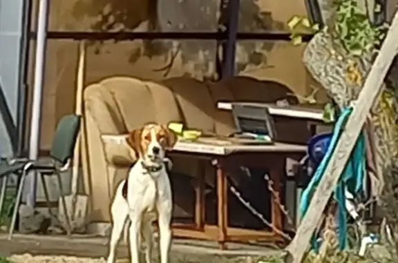 Найдена собака в Девицком сельском поселении, Воронежская область