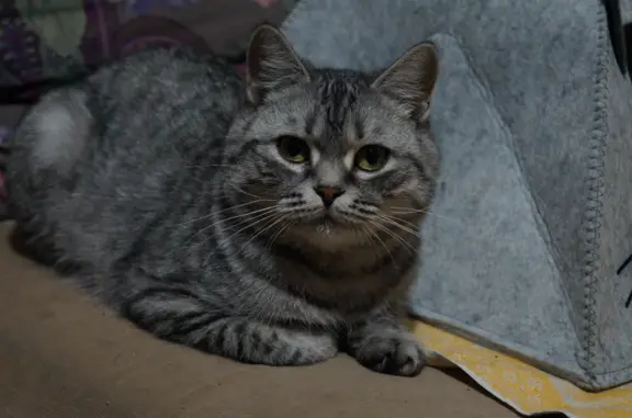 Кошка серебристого мрамора на Гвардейской ул., 22А, Саратов