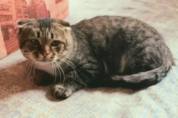 Найден кот шотландской породы, ищет ответственных хозяев. Адрес: ул. Веселовского, 84А, Саранск