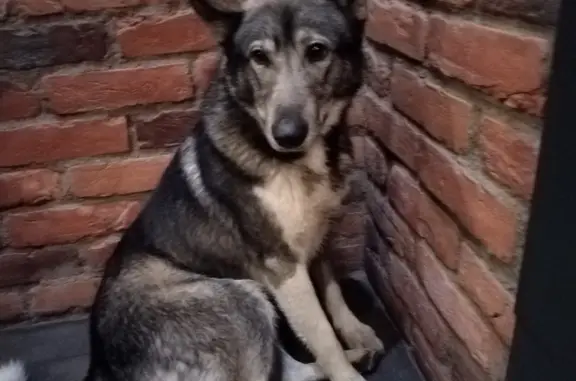 Найдена собака Кобель, Доблести 9, Санкт-Петербург