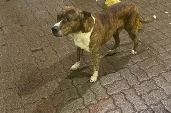 Потерян пёс возле южного вокзала, Калининград