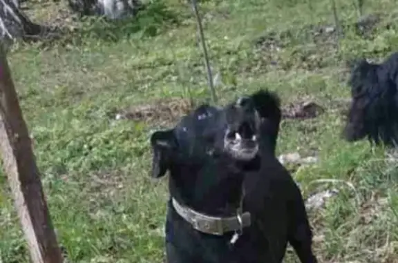 Пропала собака в СНТ Геолог ст Осинки, Нижегородская область